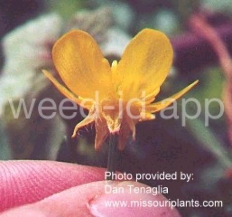 buttercup, hairy
